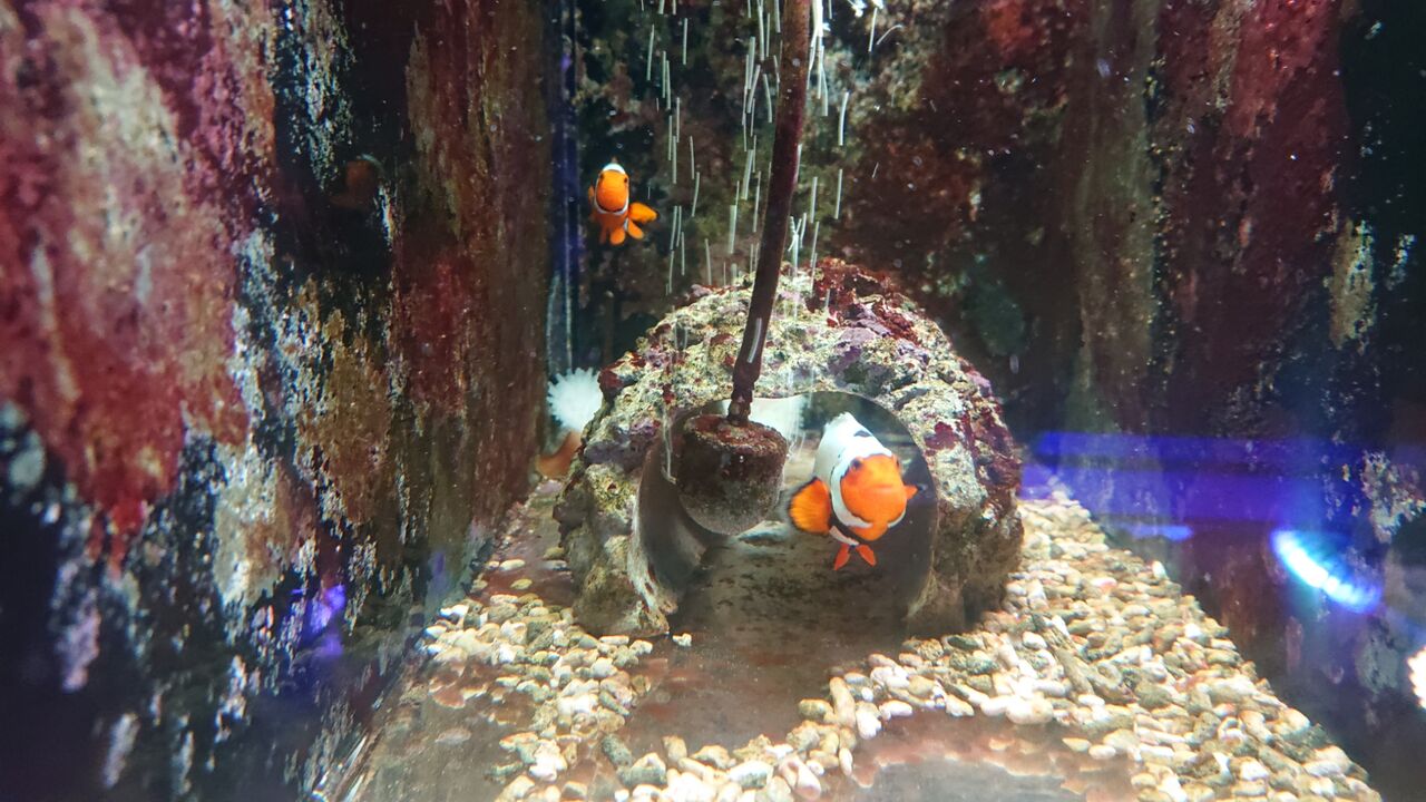 産卵しているスノーフレークペアー特別放出 クマノミ類について 海水魚のパイオニア 日海センター 日海フィッシュコム 産卵しているスノーフレークペアー特別放出 クマノミ類について 海水魚のパイオニア 日海センター 日海フィッシュコム