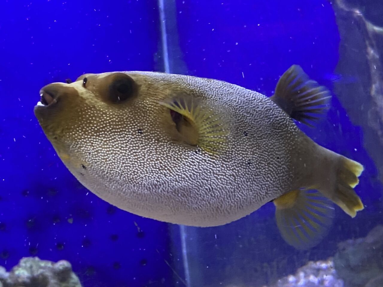くまぱぱのブログ くまぱぱのブログ