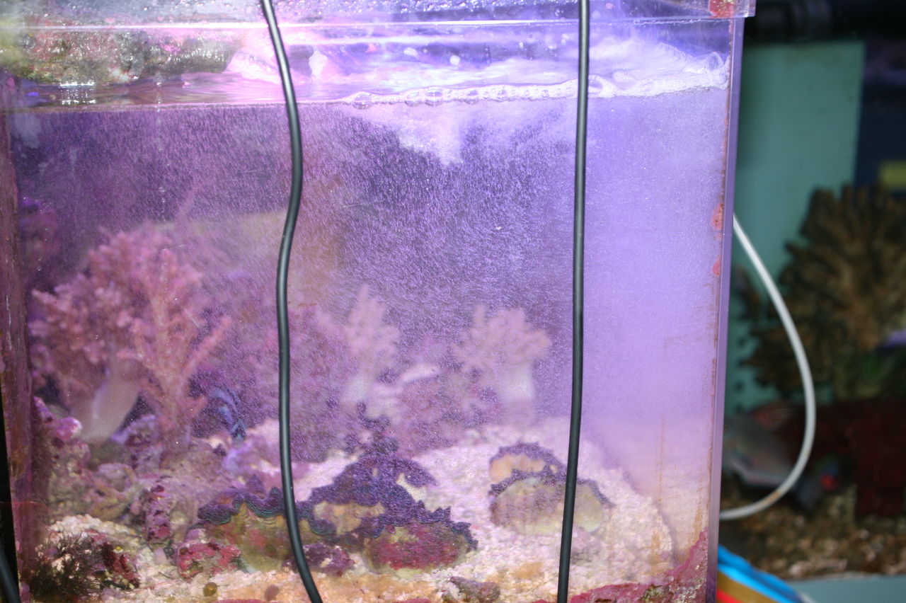 初めての海水魚。 そして 初めてのかんたん槽NK45。 : くまぱぱの