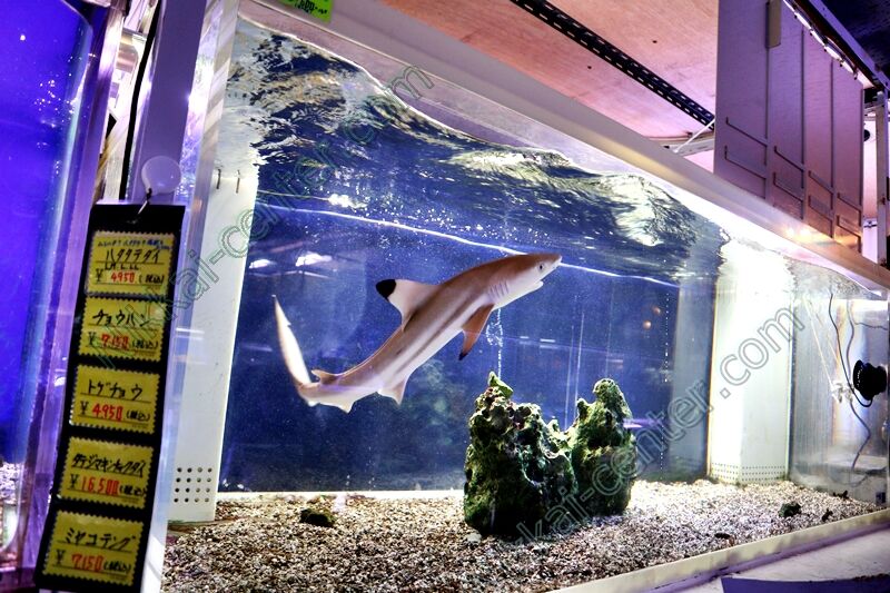 剥製魚 ブラックチップシャーク ツマグロ 50cm 剥製魚 ブラックチップ