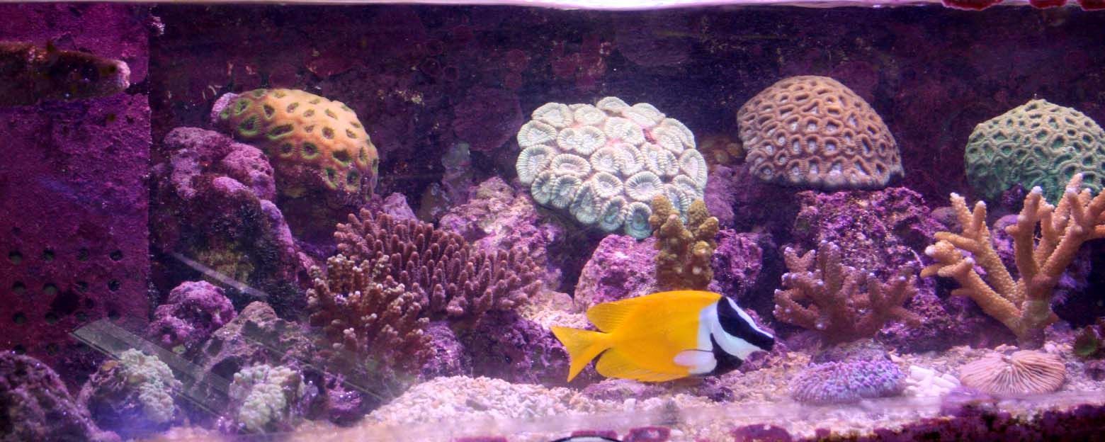 ピンク色の照明ってどんな感じ・・・。 こんな感じだ。 : くまぱぱのブログ