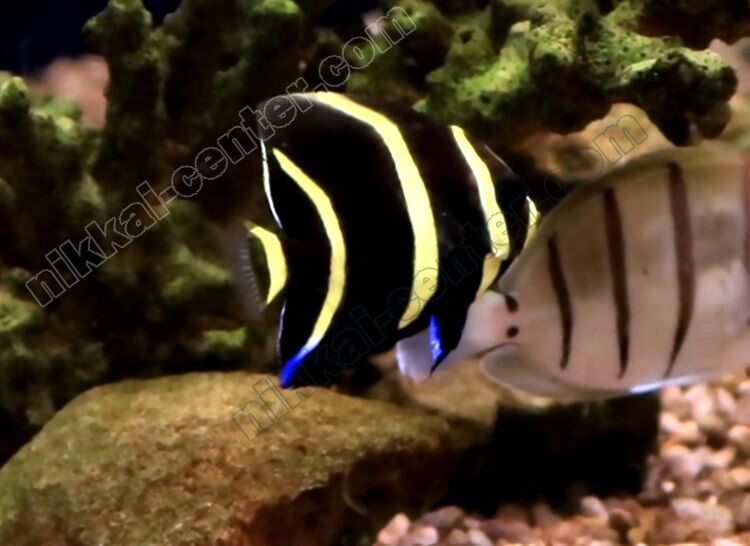 入荷案内 スミレヤッコ入荷中 入荷 海水魚のパイオニア 日海センター 日海フィッシュコム 入荷案内 スミレヤッコ入荷中 入荷 海水魚のパイオニア 日海センター 日海フィッシュコム