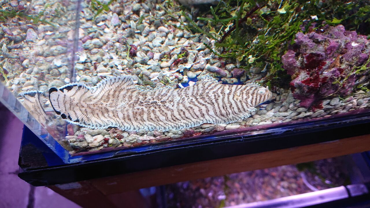 なんと綺麗な魚達でしようか お魚 無脊椎のご紹介 海水魚のパイオニア 日海センター 日海フィッシュコム