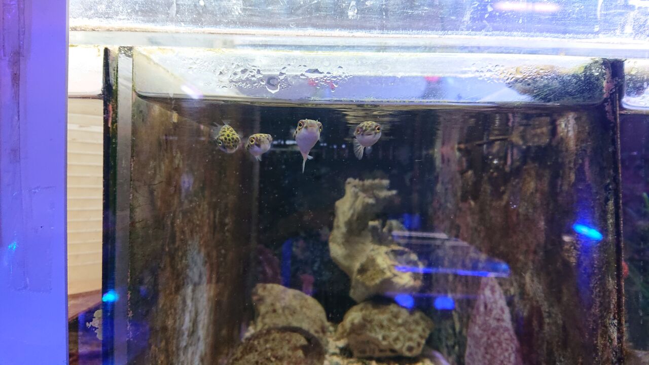 海水魚 くまぱぱのブログ 海水魚 くまぱぱのブログ