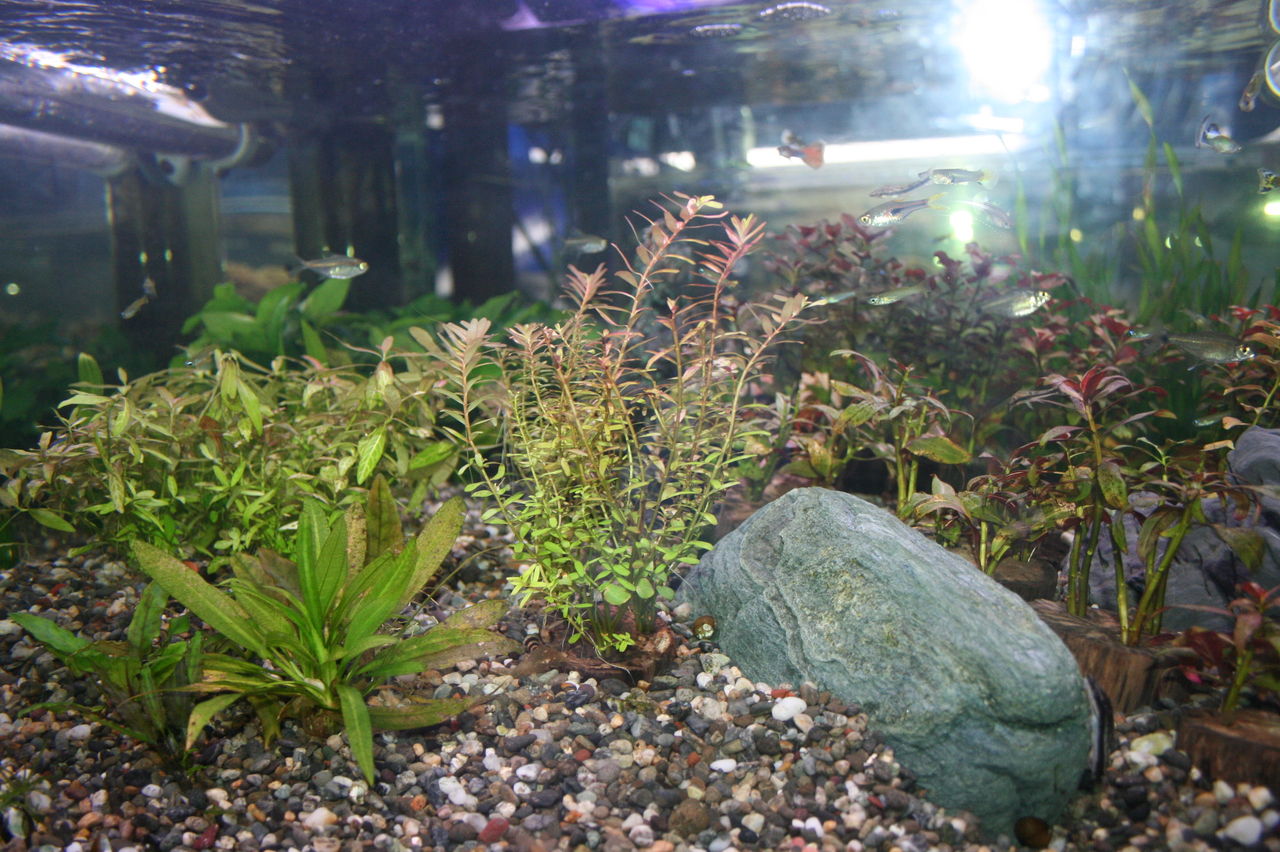 淡水水草にとっても良い底砂があるんだって 水草が元気になるんだって それは 赤玉 今日入れ替えるぞ くまぱぱのブログ 淡水水草にとっても良い底砂があるんだって 水草が元気になるんだって それは 赤玉 今日入れ替えるぞ くまぱぱのブログ