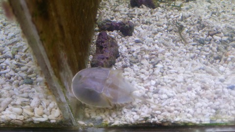 [画像:2a741a85-s.jpg]