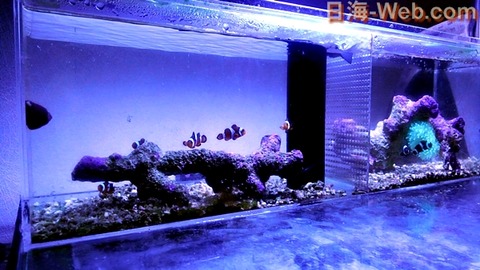 カクレクマノミの産卵と リフジウム水槽 お客様のエピソード 海水魚のパイオニア 日海センター 日海フィッシュコム