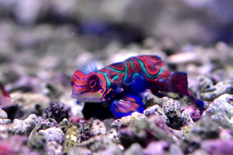 マンダリンフィッシュ