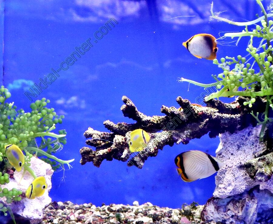 チョウチョウウオの新しい飼育方法 日海 ニュース 海水魚のパイオニア 日海センター 日海フィッシュコム