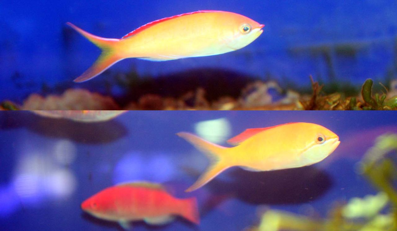アカネハナゴイに付いた 寄生虫ベネディア 早速とってみよう くまぱぱのブログ
