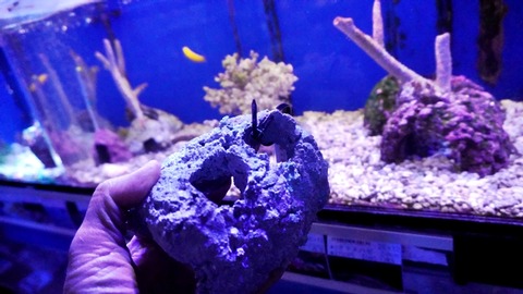 DSC03666
