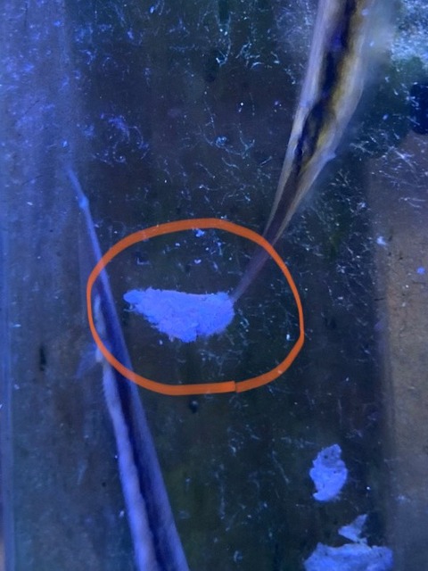 S__327684