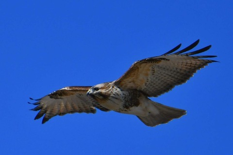 DSC_0440 (3)-01