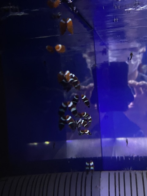 S__179961866_0