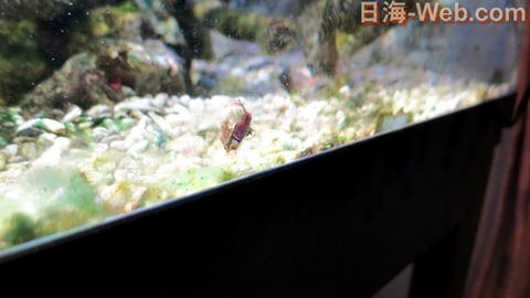 マガキガイの産卵 お客様のエピソード 海水魚のパイオニア 日海センター 日海フィッシュコム マガキガイの産卵 お客様のエピソード 海水魚のパイオニア 日海センター 日海フィッシュコム