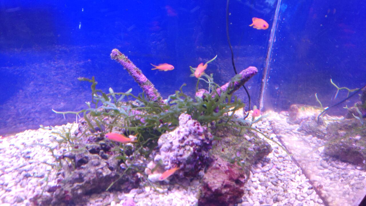 綺麗どころのご紹介ですよ お魚 無脊椎のご紹介 海水魚のパイオニア 日海センター 日海フィッシュコム 綺麗どころのご紹介ですよ お魚 無脊椎のご紹介 海水魚のパイオニア 日海センター 日海フィッシュコム