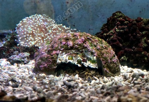 アネモネロック (3)