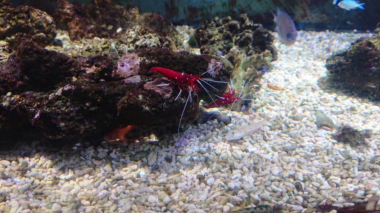 エビとカニのご紹介ですよ お魚 無脊椎のご紹介 海水魚のパイオニア 日海センター 日海フィッシュコム