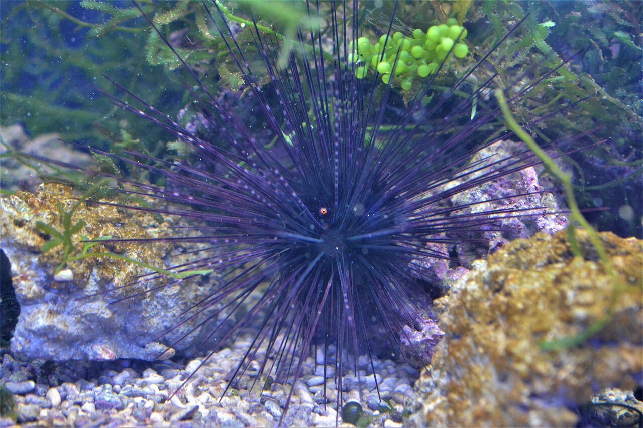 いっっってえぇぇぇ ランキング 笑 スタッフブログ 海水魚のパイオニア 日海センター 日海フィッシュコム