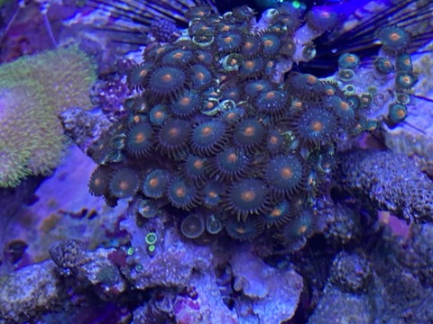 S__22233092
