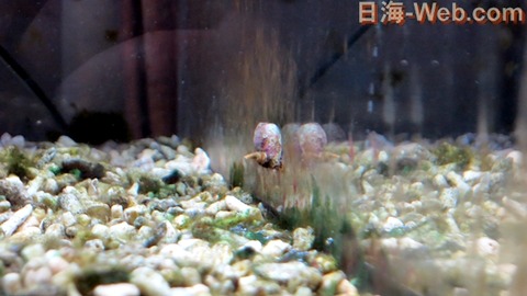 マガキガイの産卵 お客様のエピソード 海水魚のパイオニア 日海センター 日海フィッシュコム マガキガイの産卵 お客様のエピソード 海水魚のパイオニア 日海センター 日海フィッシュコム