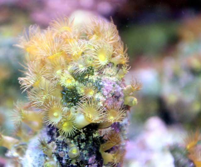 小分けサンゴが今熱い ほんとに良く売れますねぇ くまぱぱのブログ