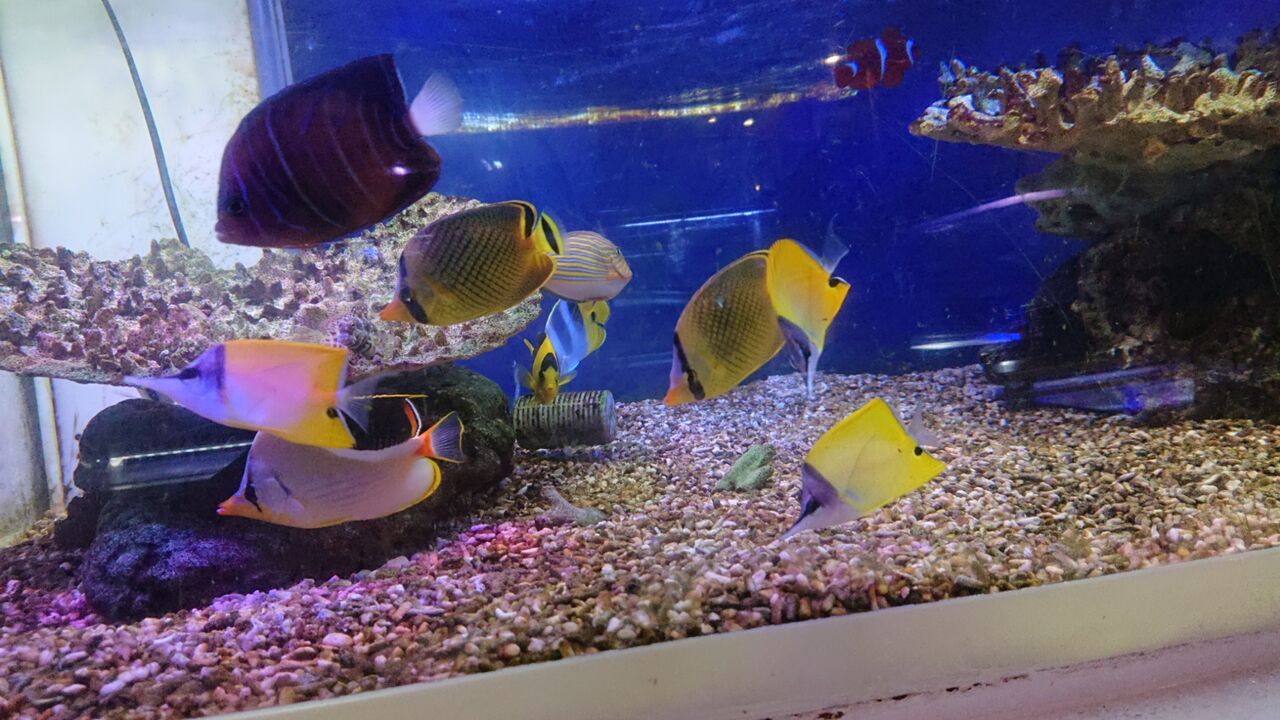 複数飼育が楽しめる魚達だよ お魚 無脊椎のご紹介 海水魚のパイオニア 日海センター 日海フィッシュコム 複数飼育が楽しめる魚達だよ お魚 無脊椎のご紹介 海水魚のパイオニア 日海センター 日海フィッシュコム