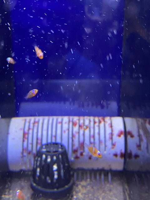 S__180150278_0