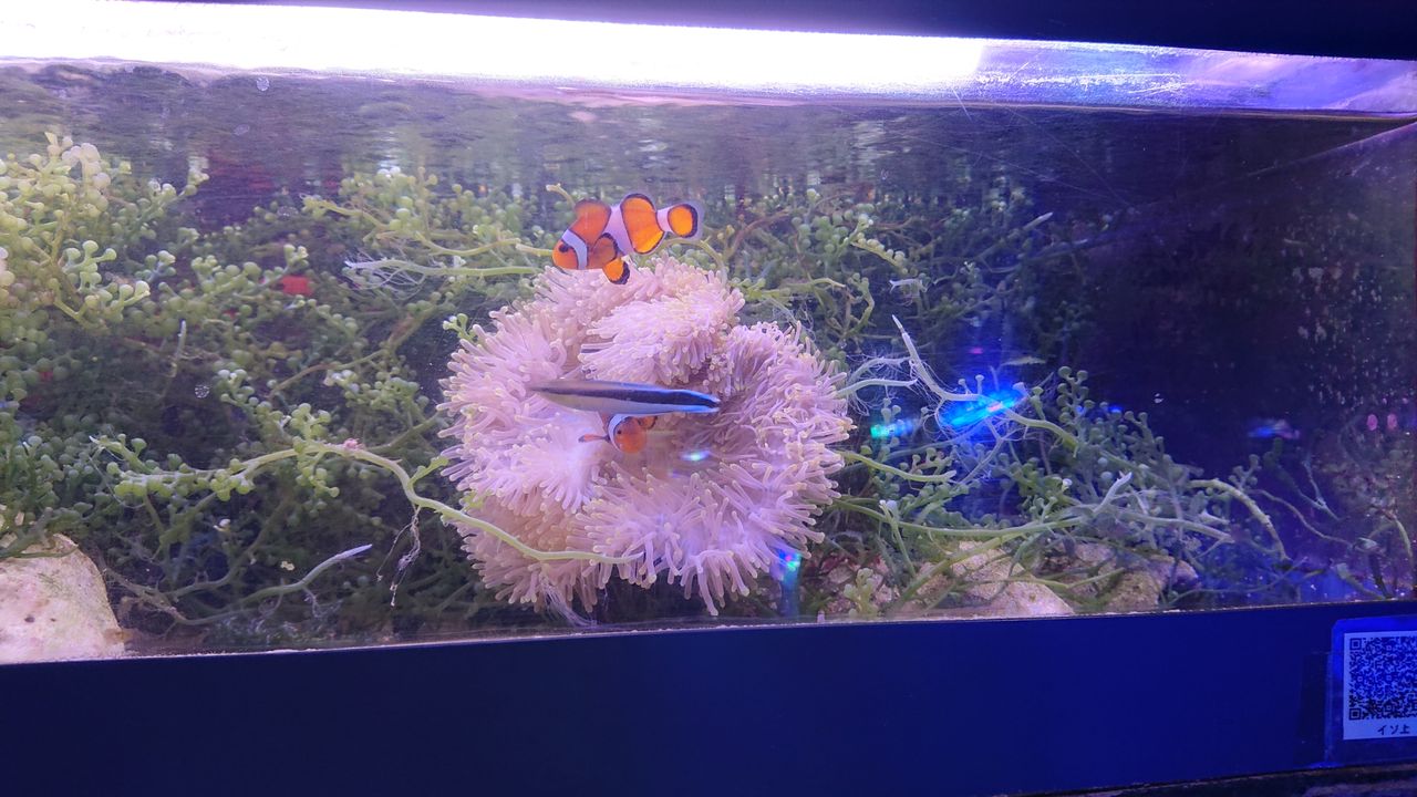 赤と緑のコントラストを楽しもうよ お魚 無脊椎のご紹介 海水魚のパイオニア 日海センター 日海フィッシュコム 赤と緑のコントラストを楽しもうよ お魚 無脊椎のご紹介 海水魚のパイオニア 日海センター 日海フィッシュコム