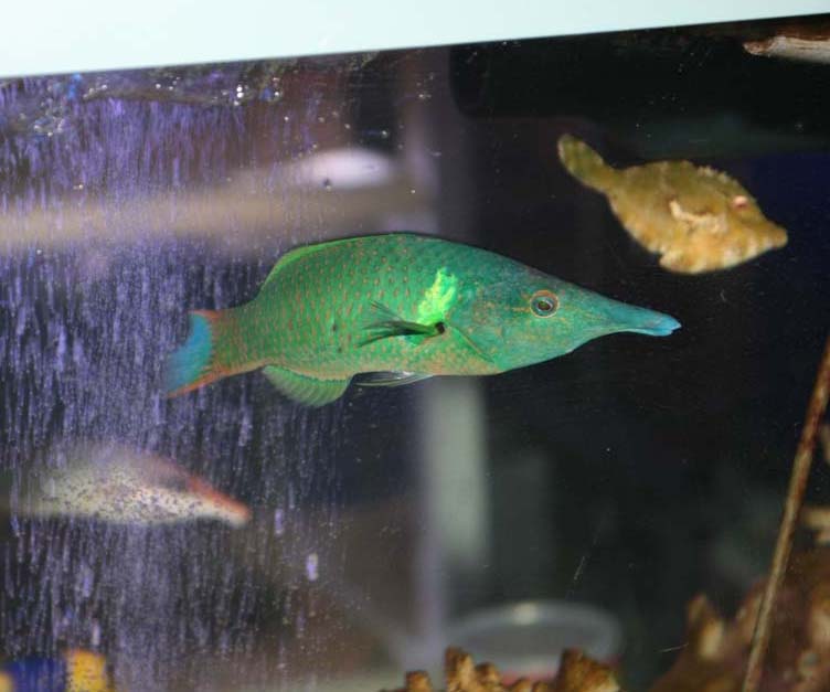 今日は お魚さんの ナイスショットの写真集 くまぱぱのブログ