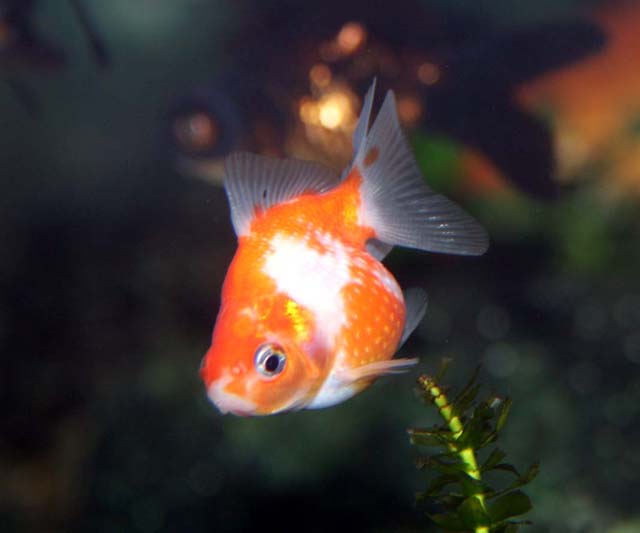 ちょこっと面白い金魚だよ くまぱぱのブログ