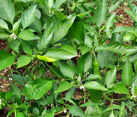 HORIZON_0002_BURST20220816101643476