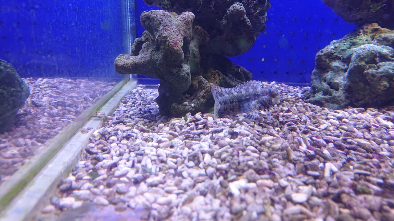 海のいろんな掃除屋さん達だよ お魚 無脊椎のご紹介 海水魚のパイオニア 日海センター 日海フィッシュコム