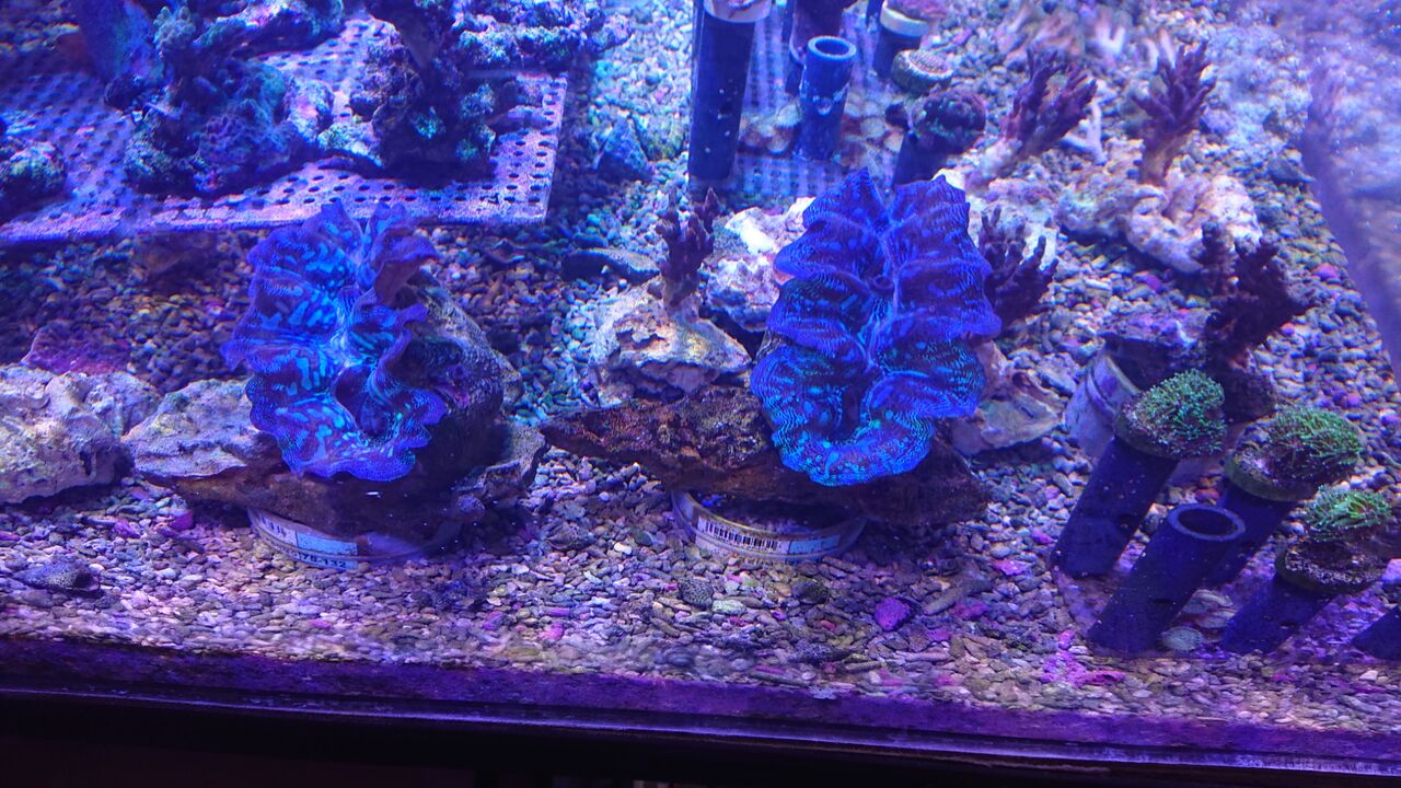 海のお掃除屋さん大集合 お魚 無脊椎のご紹介 海水魚のパイオニア 日海センター 日海フィッシュコム
