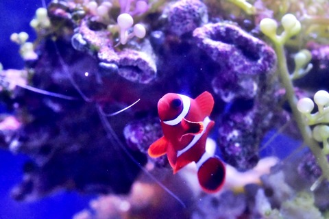 マロンクマノミ