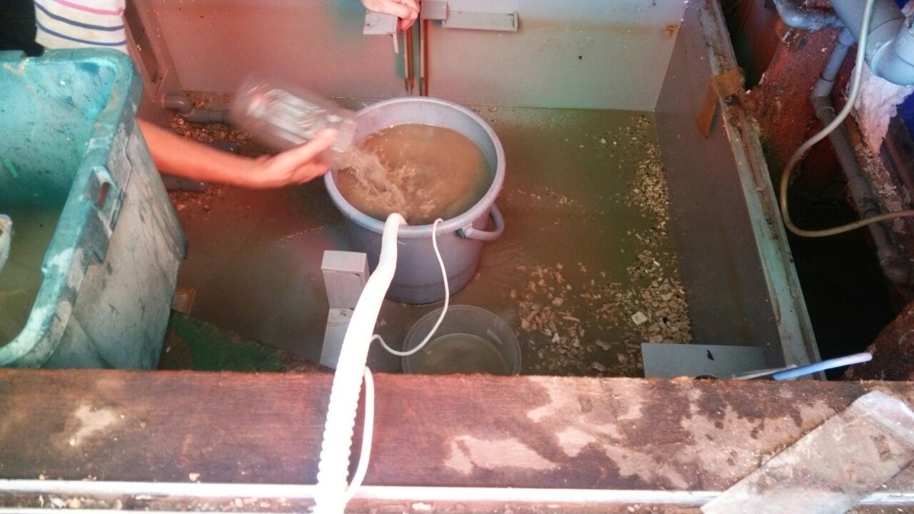 海水魚大型１ ７ｔ水槽の濾過槽の大掃除だよ くまぱぱのブログ