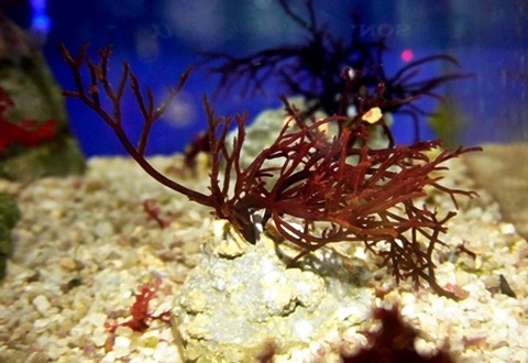 capture-20250502-222205