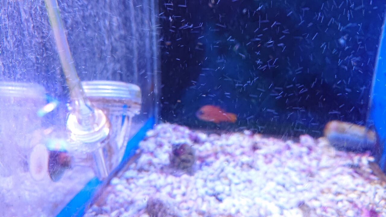 お魚 無脊椎の紹介 くまぱぱのブログ