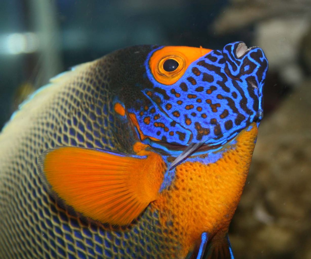 飼育環境で 魚の美しさは 左右される ストレスがかかると どうなるのか くまぱぱのブログ