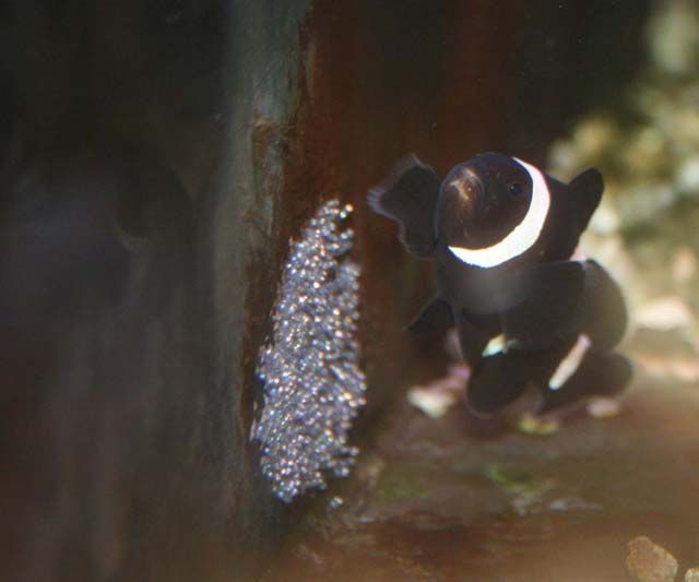 ブラックオセラリス 無事孵化 くまぱぱのブログ