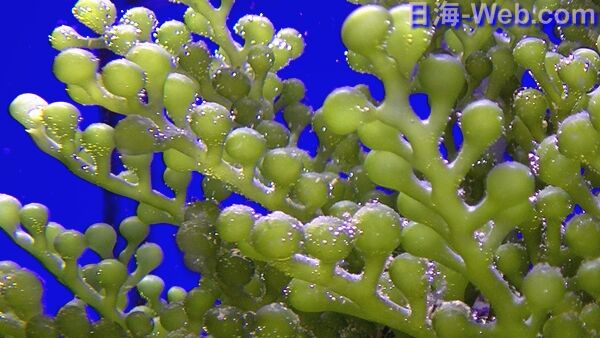 ウミブドウの変身GOって知ってますか?