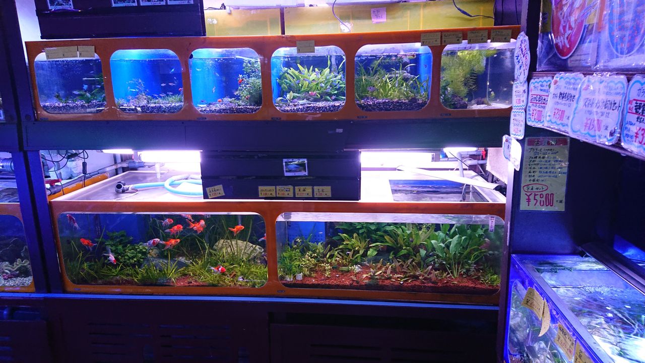 日海店内のご紹介p 3だよ 淡水魚 海水魚のパイオニア 日海センター 日海フィッシュコム 日海店内のご紹介p 3だよ 淡水魚 海水魚のパイオニア 日海センター 日海フィッシュコム