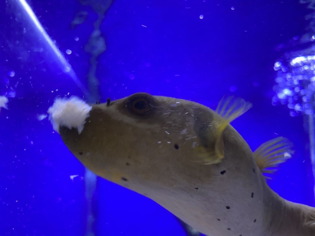 くまぱぱのブログ くまぱぱのブログ