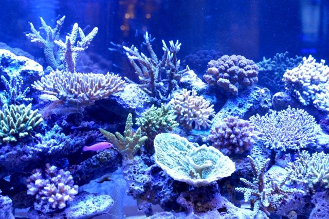 海藻について 海藻っていいなぁ | くまぱぱのブログ