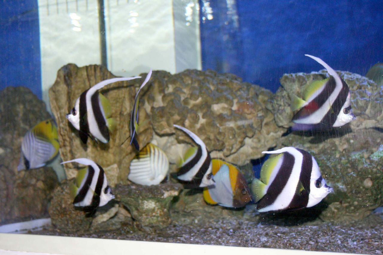 海水魚は 現地から どれぐらいの時間でくるのか 検証 くまぱぱのブログ 海水魚は 現地から どれぐらいの時間でくるのか 検証 くまぱぱのブログ