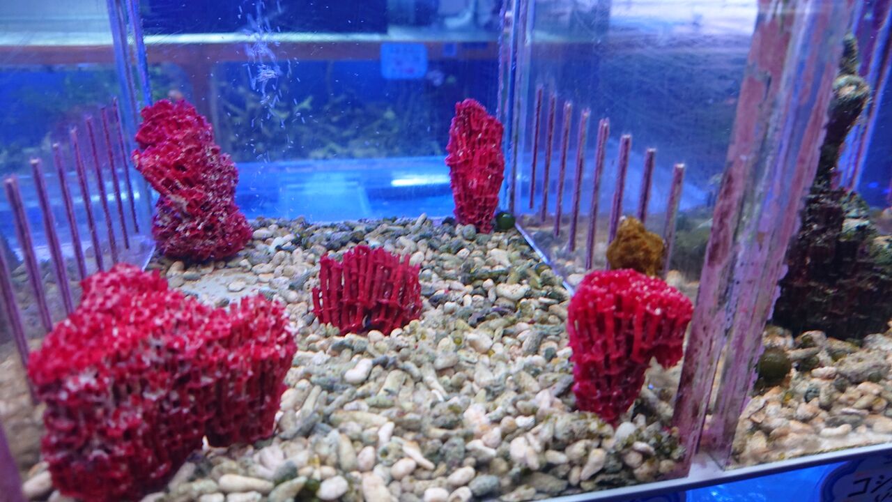 赤が印象的なパイプサンゴのご紹介ですよ。 | 飾りサンゴについて