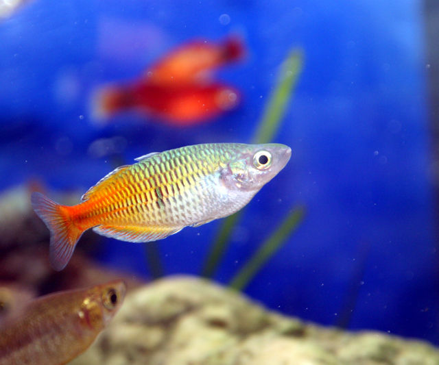 虹色の名前のお魚だよ くまぱぱのブログ 虹色の名前のお魚だよ くまぱぱのブログ