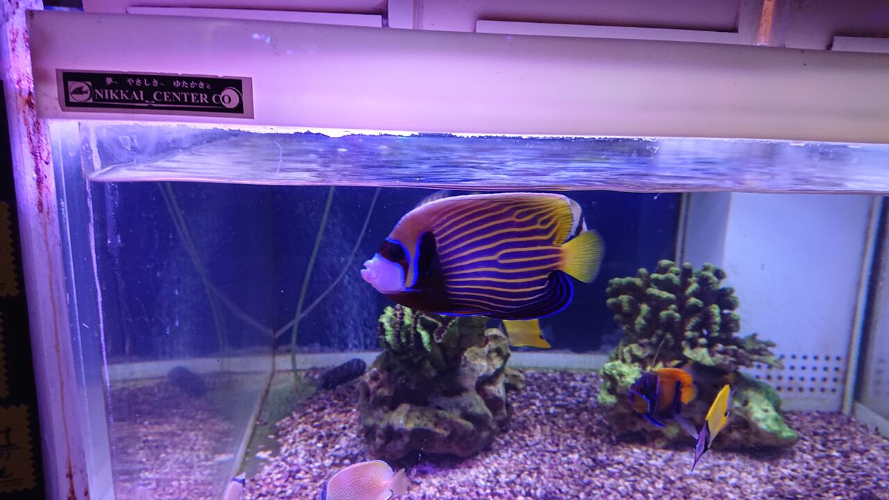 ストライプが洒落てるお魚達だよ 海水魚のパイオニア 日海センター 日海フィッシュコム ストライプが洒落てるお魚達だよ 海水魚のパイオニア 日海センター 日海フィッシュコム