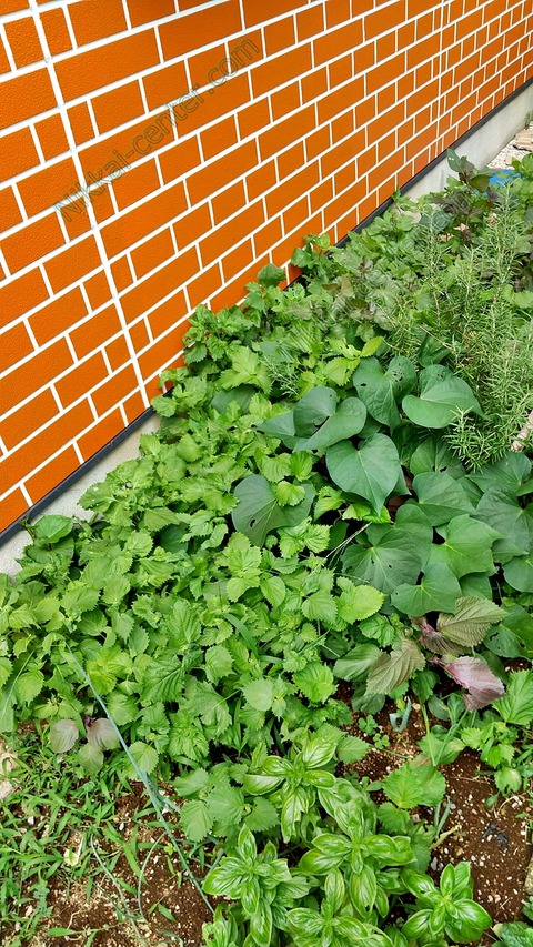 DIAGONAL_0001_BURST20220816101736915_COVER