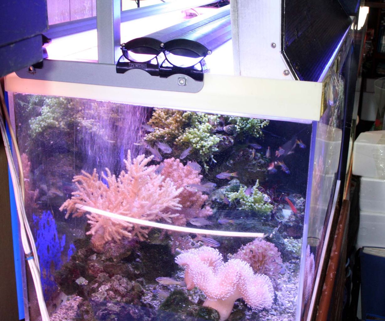 Led照明で サンゴって飼育できるの くまぱぱのブログ